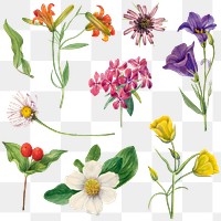 Blooming flowers png botanical drawing sticker set