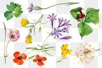 Png blooming wild flowers vintage illustration set, remixed from the artworks by Mary Vaux Walcott