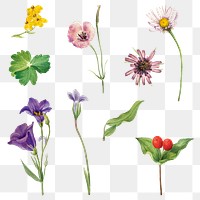 Png blooming colorful flowers illustration drawing set