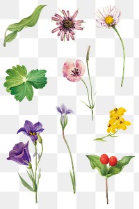 Png blooming flowers illustration drawing set