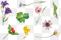 Png blooming flowers illustration drawing set, remixed from the artworks by Mary Vaux Walcott