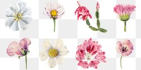 Pink wild flowers png illustration set, remixed from the artworks by <a href="https://www.rawpixel.com/search/Mary%20Vaux%20Walcott?sort=curated&amp;page=1" target="_blank">Mary Vaux Walcott</a>