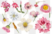 Hand drawn pink png wild flowers botanical illustration set