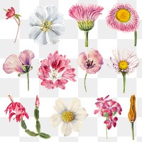 Pink hand drawn pink flowers png floral sticker set