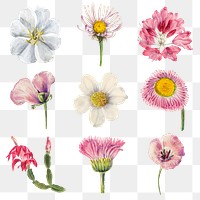 Pink wild flowers png illustration set