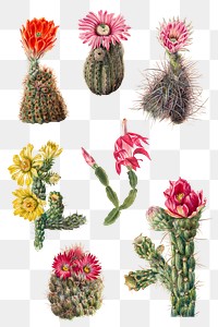 Vintage cactus flowers blooming illustration png sticker set