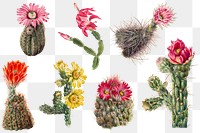 Vintage cactus flowers blooming illustration png sticker set, remixed from the artworks by <a href="https://www.rawpixel.com/search/Mary%20Vaux%20Walcott?sort=curated&amp;page=1" target="_blank">Mary Vaux Walcott</a>