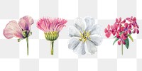 Blooming wild flowers png hand drawn floral illustration set, remixed from the artworks by <a href="https://www.rawpixel.com/search/Mary%20Vaux%20Walcott?sort=curated&amp;page=1" target="_blank">Mary Vaux Walcott</a>