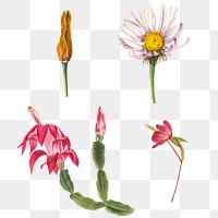 Wild flowers png illustration set