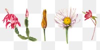 Wild flowers png illustration set, remixed from the artworks by <a href="https://www.rawpixel.com/search/Mary%20Vaux%20Walcott?sort=curated&amp;page=1" target="_blank">Mary Vaux Walcott</a>