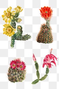 Cactus flowers png botanical vintage illustration set