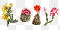 Cactus flowers png botanical vintage illustration set, remixed from the artworks by <a href="https://www.rawpixel.com/search/Mary%20Vaux%20Walcott?sort=curated&amp;page=1" target="_blank">Mary Vaux Walcott</a>