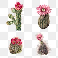 Cactus flowers png illustration set