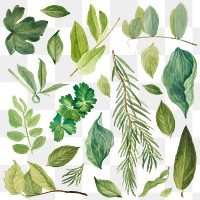 Green leaves png botanical illustration set