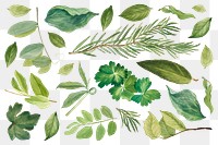 Vintage green leaves png illustration botanical drawing set