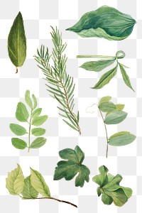 Green leaves png botanical illustration set