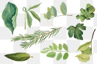 Green leaves png botanical illustration set, remixed from the artworks by Mary Vaux Walcott