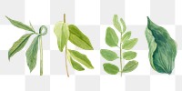 Green leaves png hand drawn botanical illustration set, remixed from the artworks by <a href="https://www.rawpixel.com/search/Mary%20Vaux%20Walcott?sort=curated&amp;page=1" target="_blank">Mary Vaux Walcott</a>