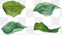 Green leaves png illustration set, remixed from the artworks by Mary Vaux Walcott