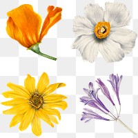 Wild flowers png botanical sticker set