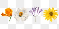 Wild flowers png botanical sticker set, remixed from the artworks by Mary Vaux Walcott