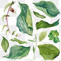 Green leaves png illustration sticker set