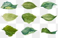 Png green leaves illustration hand drawn set, remixed from the artworks by <a href="https://www.rawpixel.com/search/Mary%20Vaux%20Walcott?sort=curated&amp;page=1" target="_blank">Mary Vaux Walcott</a>