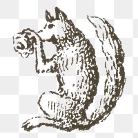 Vintage png squirrel engraving hand drawn illustration