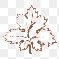 Engraving png maple leaf vintage icon drawing