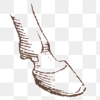 Old png horse hoof hand drawn illustration