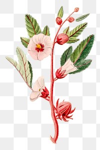 Png hand drawn pink hibiscus illustration