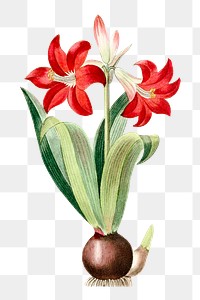 Vintage png red amaryllis lily flower illustration