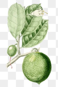 Png hand drawn calabash fruit illustration