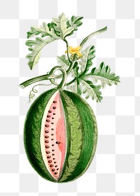 Vintage png aesthetic watermelon hand drawn illustration