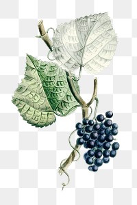 Vintage png aesthetic grapes hand drawn illustration