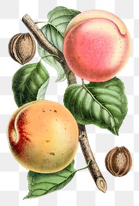 Png hand drawn apricot clipart illustration