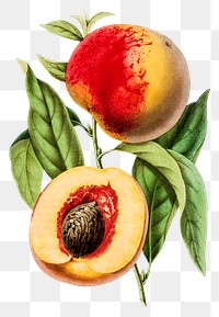 Vintage png apricot peach hand drawn illustration