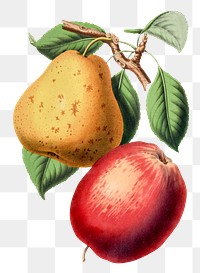 Vintage png pear and apple hand drawn illustration
