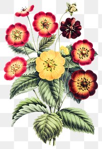 Png hand drawn bicolor flowers illustration