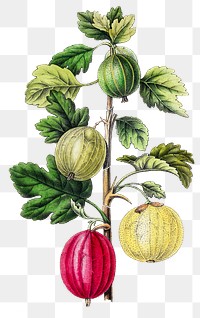 Vintage png aesthetic gooseberry illustration