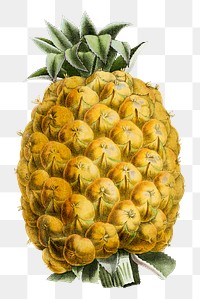 Vintage png fresh pineapple clipart illustration