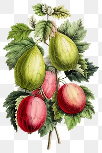 Vintage png aesthetic gooseberry illustration