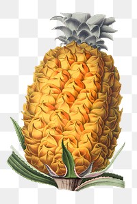 Png hand drawn pineapple vintage illustration