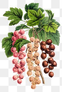 Vintage png pink currants clipartillustration