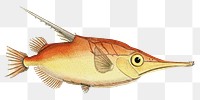 Antique fish snipefish illustration drawing