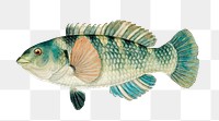 Vintage wrasse aquatic animal png illustration