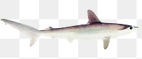 Hammerhead shark marine life png hand drawn illustration
