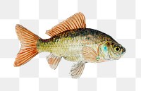 Antique fish goldfish png illustration drawing clipart