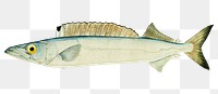 Rexea furcifera Waite fish png sea creature vintage drawing hand drawn clipart