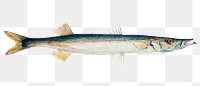 Antique drawing Australian barracuda png marine life illustrated drawing